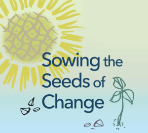 Sunflower which mimics the sun and growing seedlings